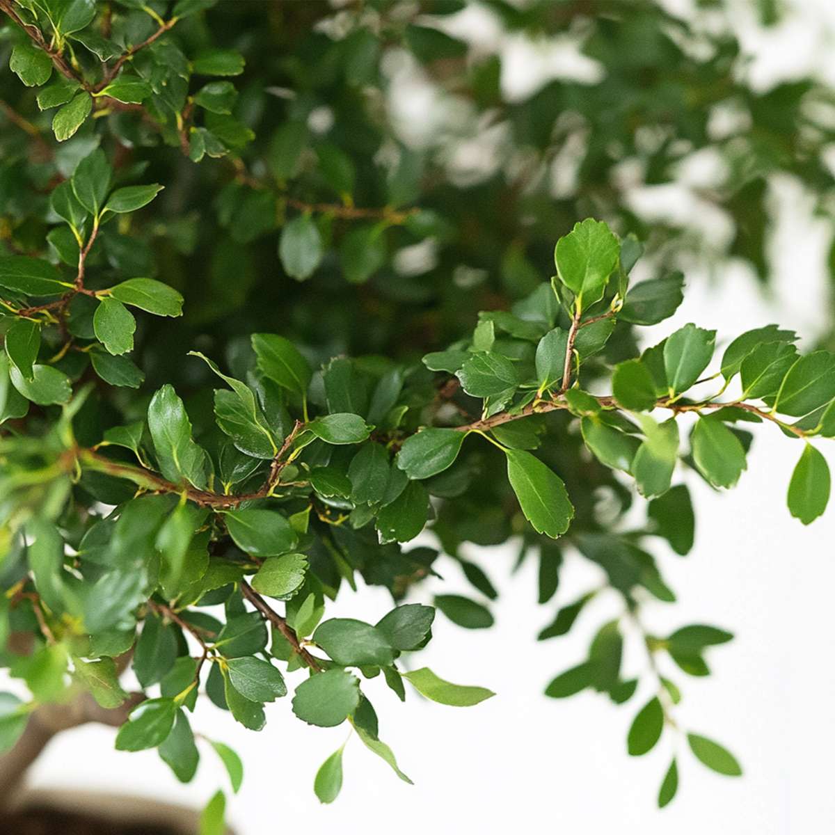 Bonsaï - Zelkova serrata - Hauteur 25-35cm - ⌀20cm - TD Plantz