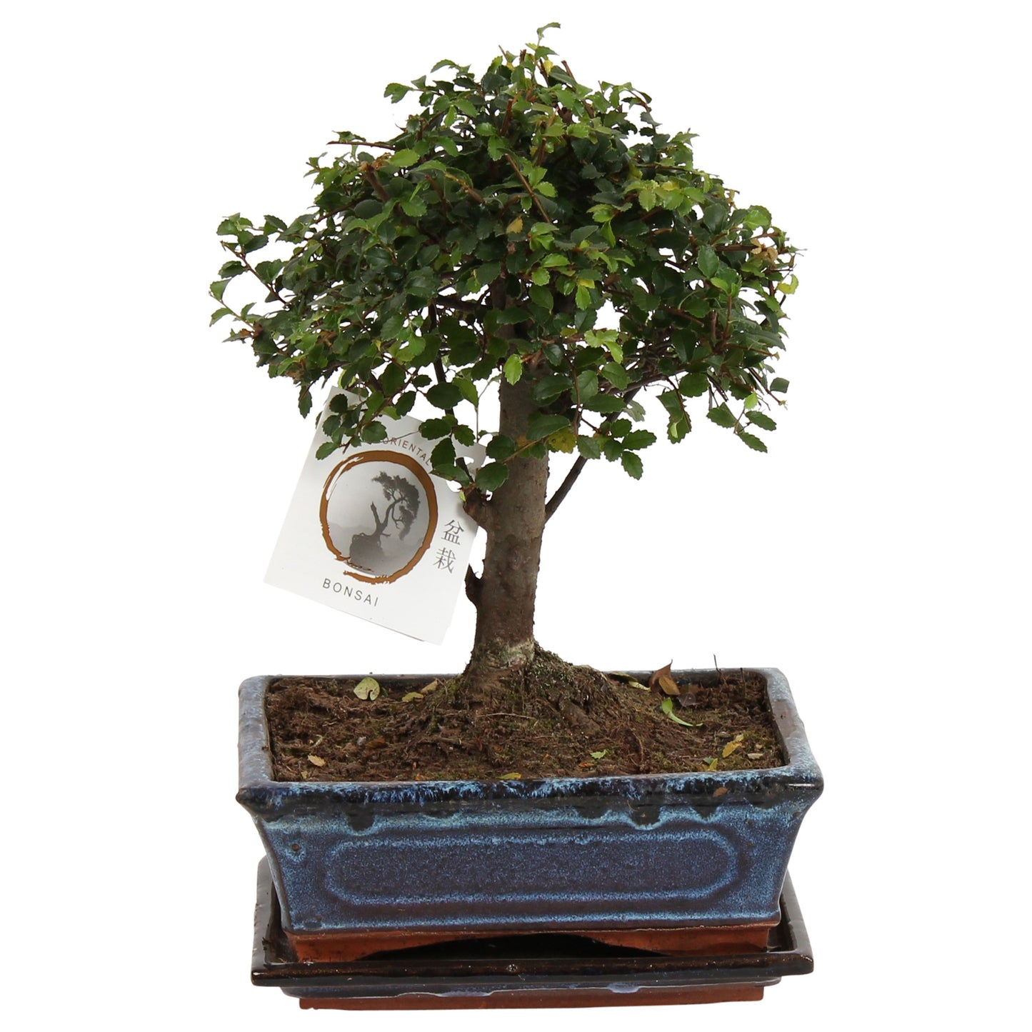 Bonsaï - Zelkova serrata - Hauteur 25-35cm - ⌀20cm - TD Plantz