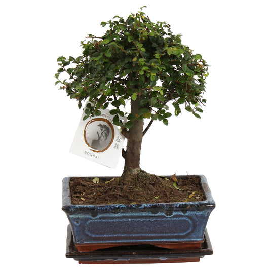 Bonsaï - Zelkova serrata - Hauteur 25-35cm - ⌀20cm - TD Plantz