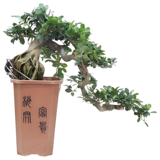 Bonsaï Cascade - Ficus retusa - Hauteur 70cm - ⌀26cm