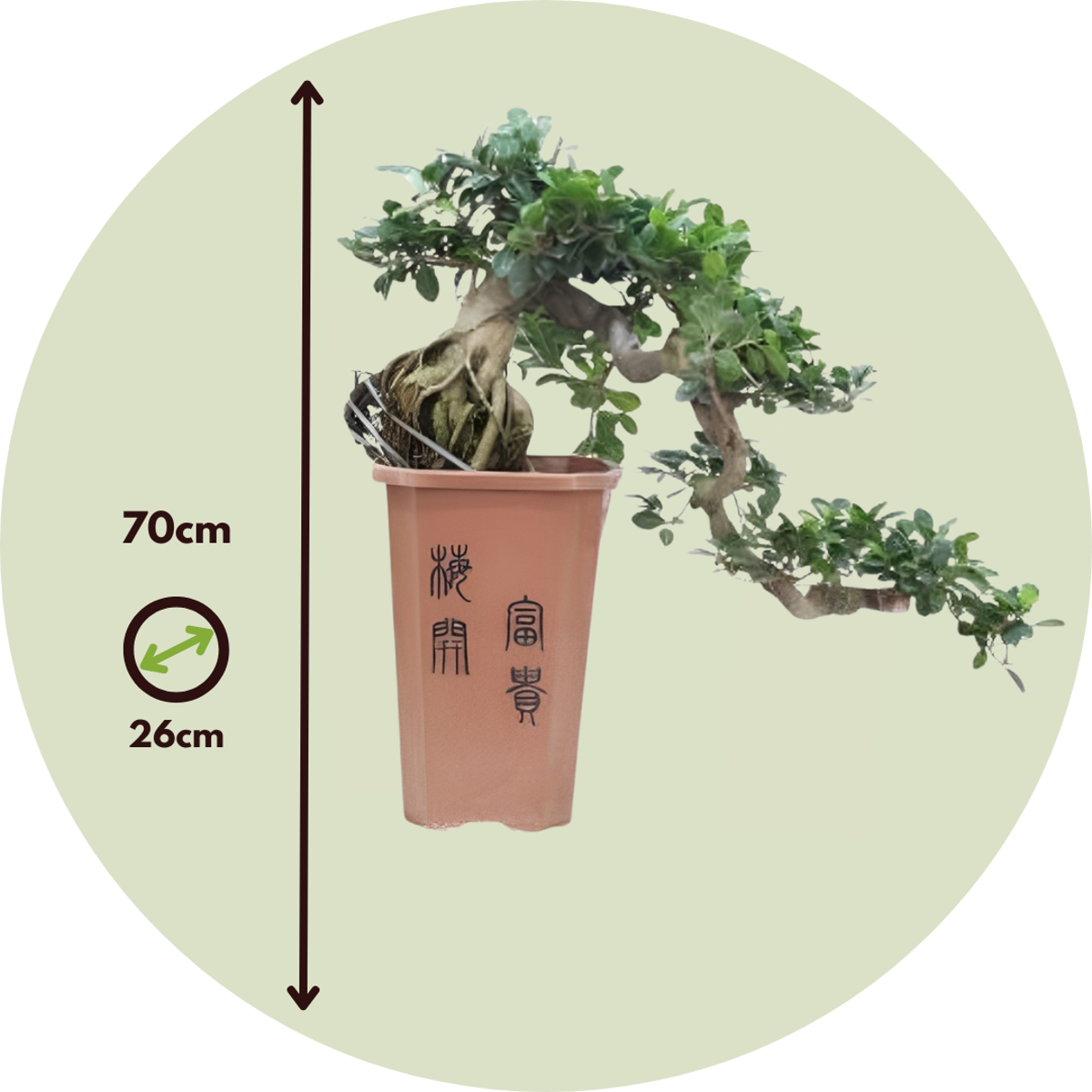 Bonsaï Cascade - Ficus retusa - Hauteur 70cm - ⌀26cm