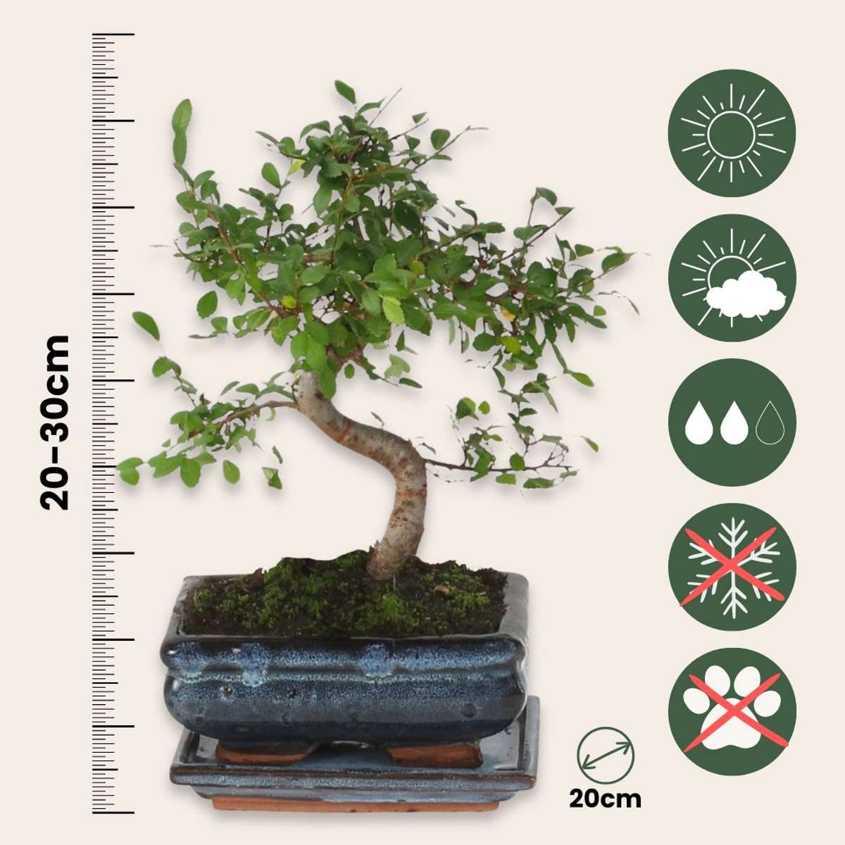 Bonsaï - Zelkova serrata - Hauteur 20-30cm - ⌀20cm