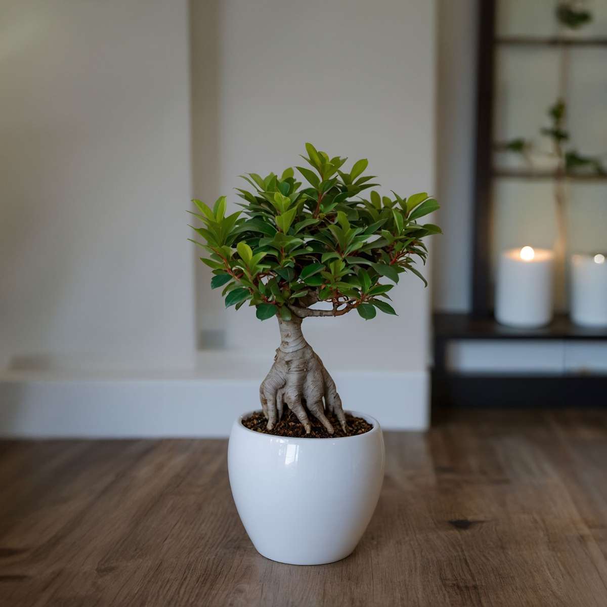 Bonsaï - Ficus microcarpa - Hauteur 30-40cm - ⌀12cm - TD Plantz