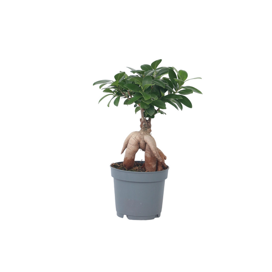 Bonsaï - Ficus microcarpa - Hauteur 30-40cm - ⌀12cm - TD Plantz