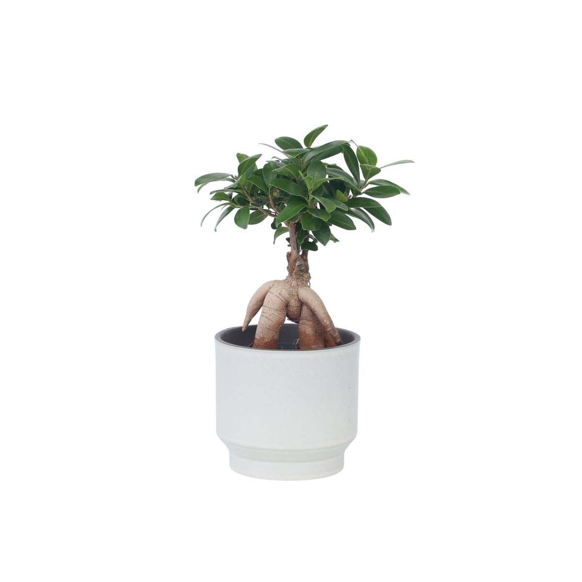 Bonsaï - Ficus microcarpa - Hauteur 30-40cm - ⌀12cm - TD Plantz