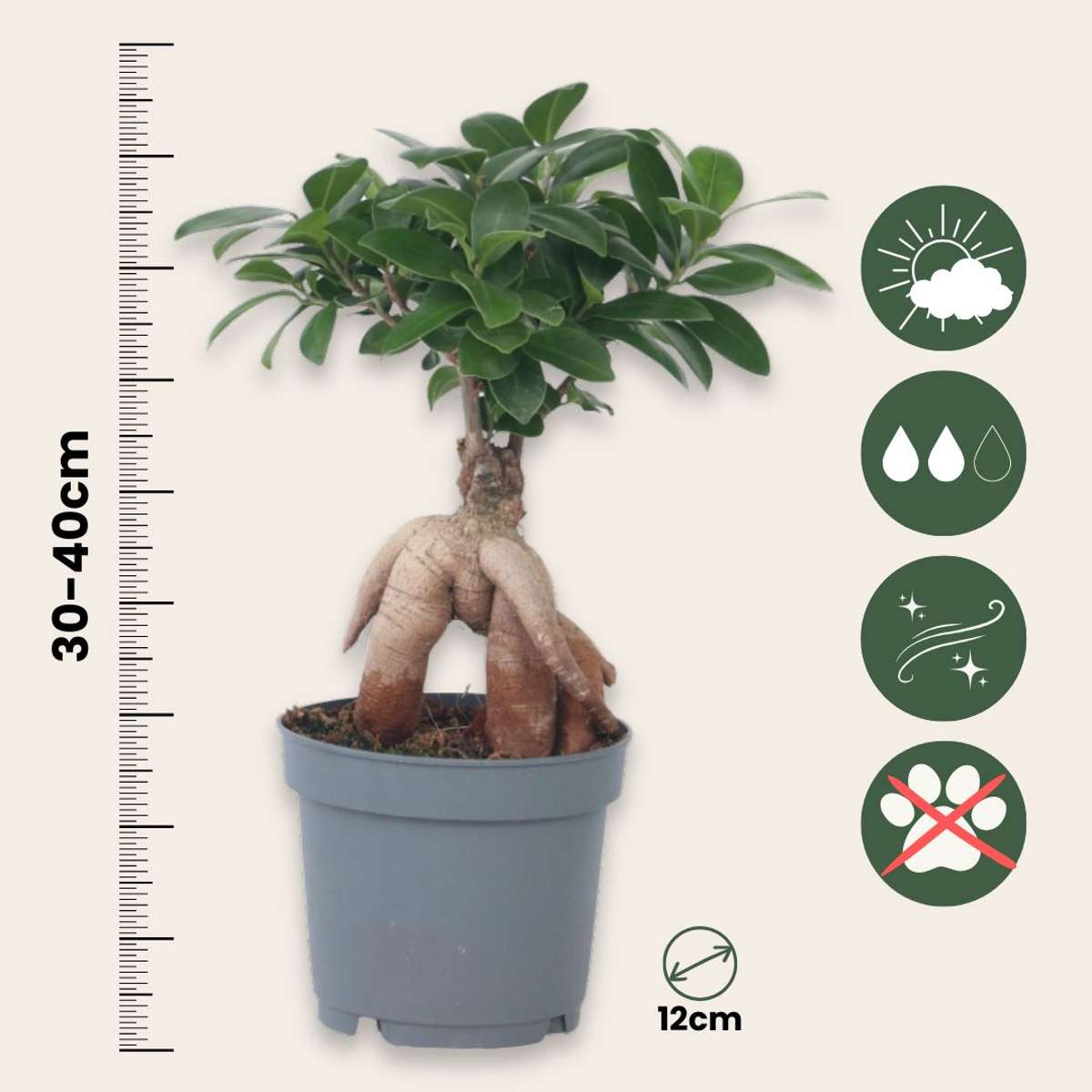 Bonsaï - Ficus microcarpa - Hauteur 30-40cm - ⌀12cm - TD Plantz