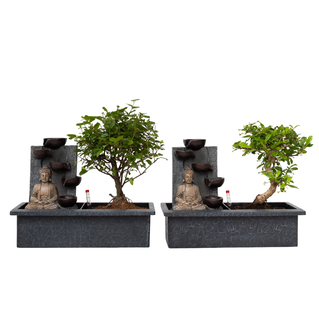 Bonsaï - Set de 2 - Bonsai - Hauteur 25-35cm - ⌀29cm
