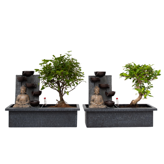 Bonsaï - Set de 2 - Bonsai - Hauteur 25-35cm - ⌀29cm