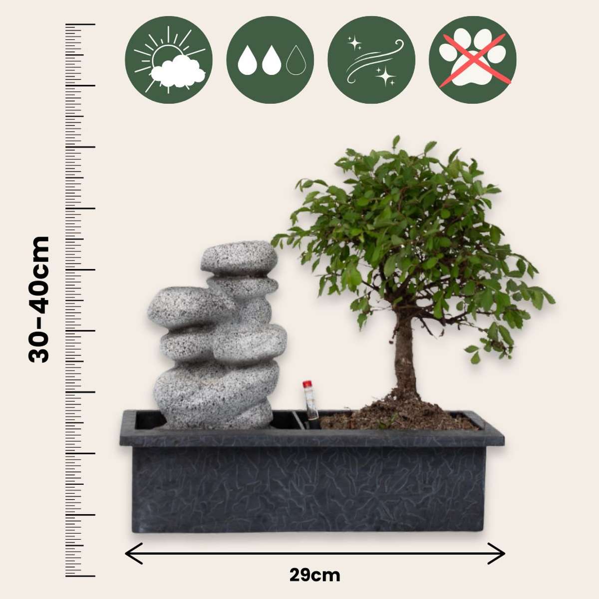 Bonsaï - Bonsai - Hauteur 25-35cm - ⌀29cm