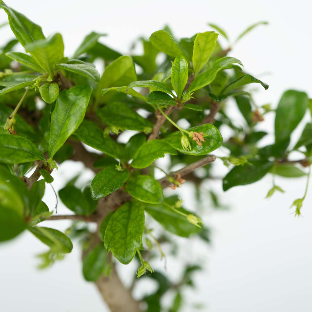 Bonsaï - Set de 2 - Bonsai - Hauteur 25-35cm - ⌀29cm