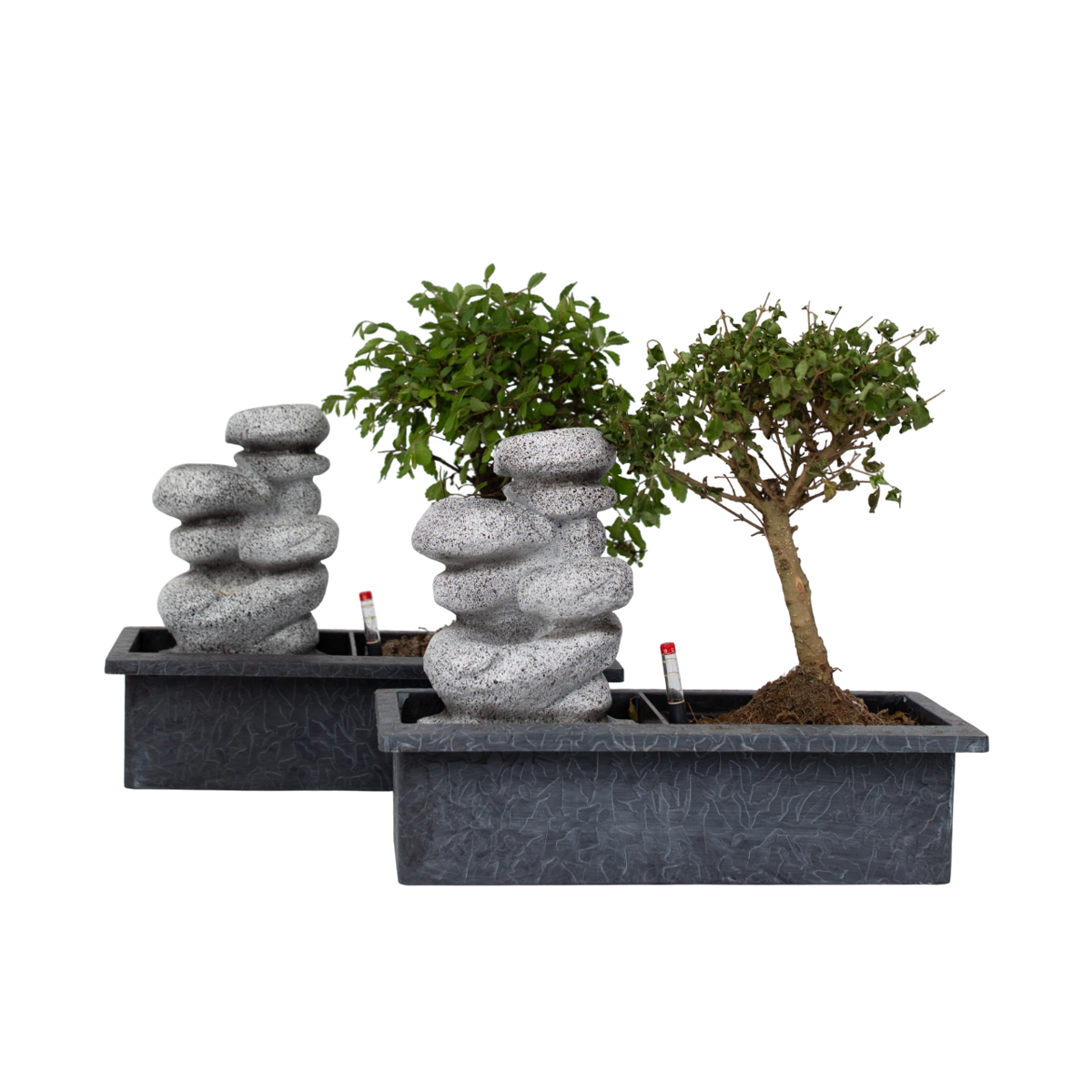 Bonsaï - Set de 2 - Bonsai - Hauteur 25-35cm - ⌀29cm