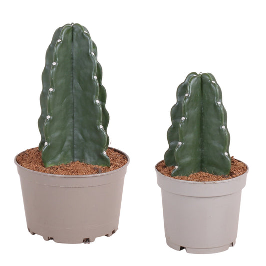 Cactus de Noël - Set de 2 - Cereus jamacaru - Hauteur 25-30cm - ⌀18cm