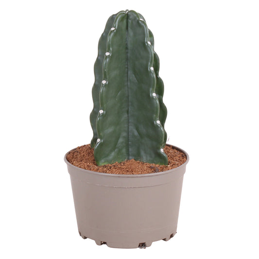 Cactus de Noël - Cereus jamacaru - Hauteur 30-35cm - ⌀18cm