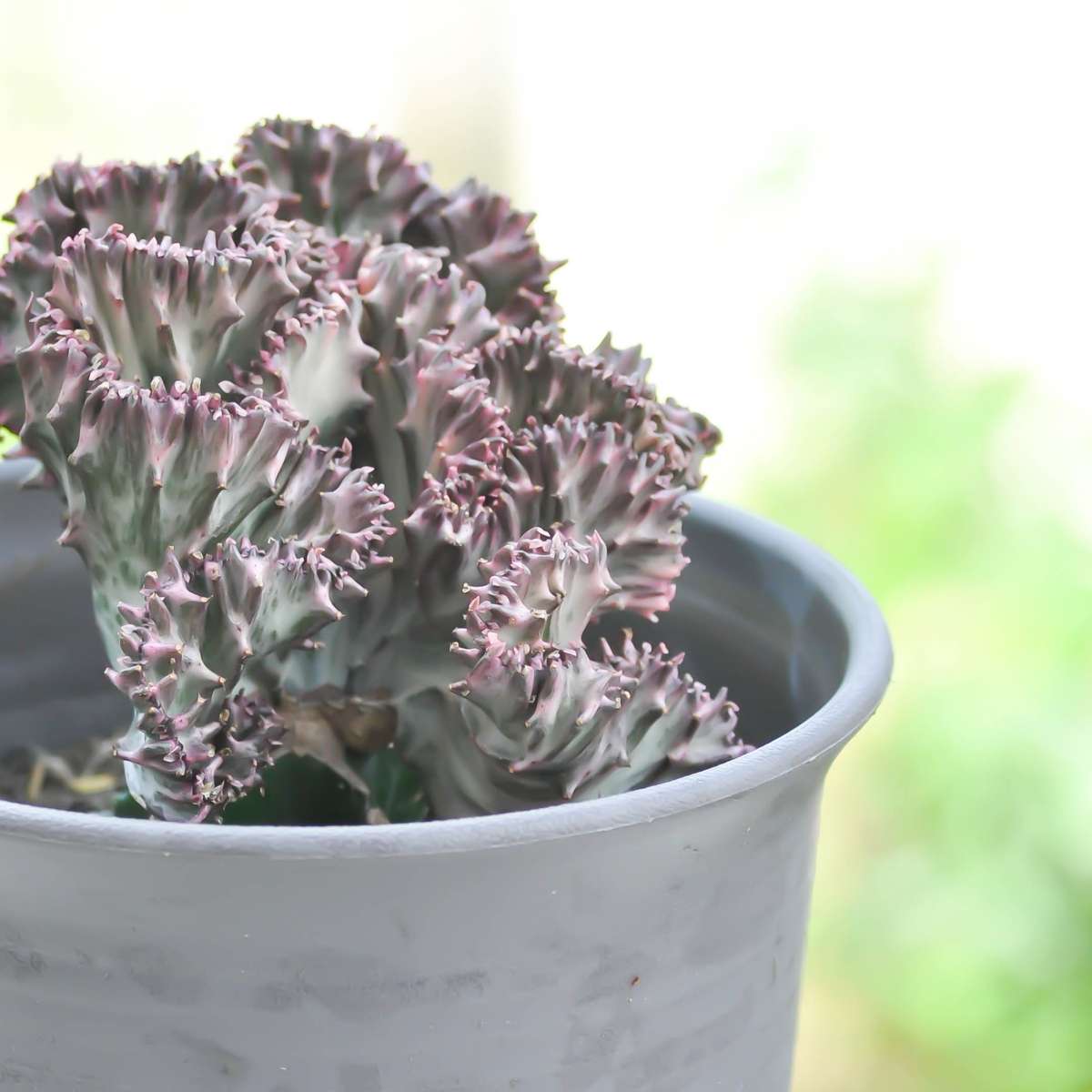 Mélange d'euphorbes - Set de 2 - Euphorbia 'Lactea' - Hauteur 25-30cm - ⌀12cm - TD Plantz