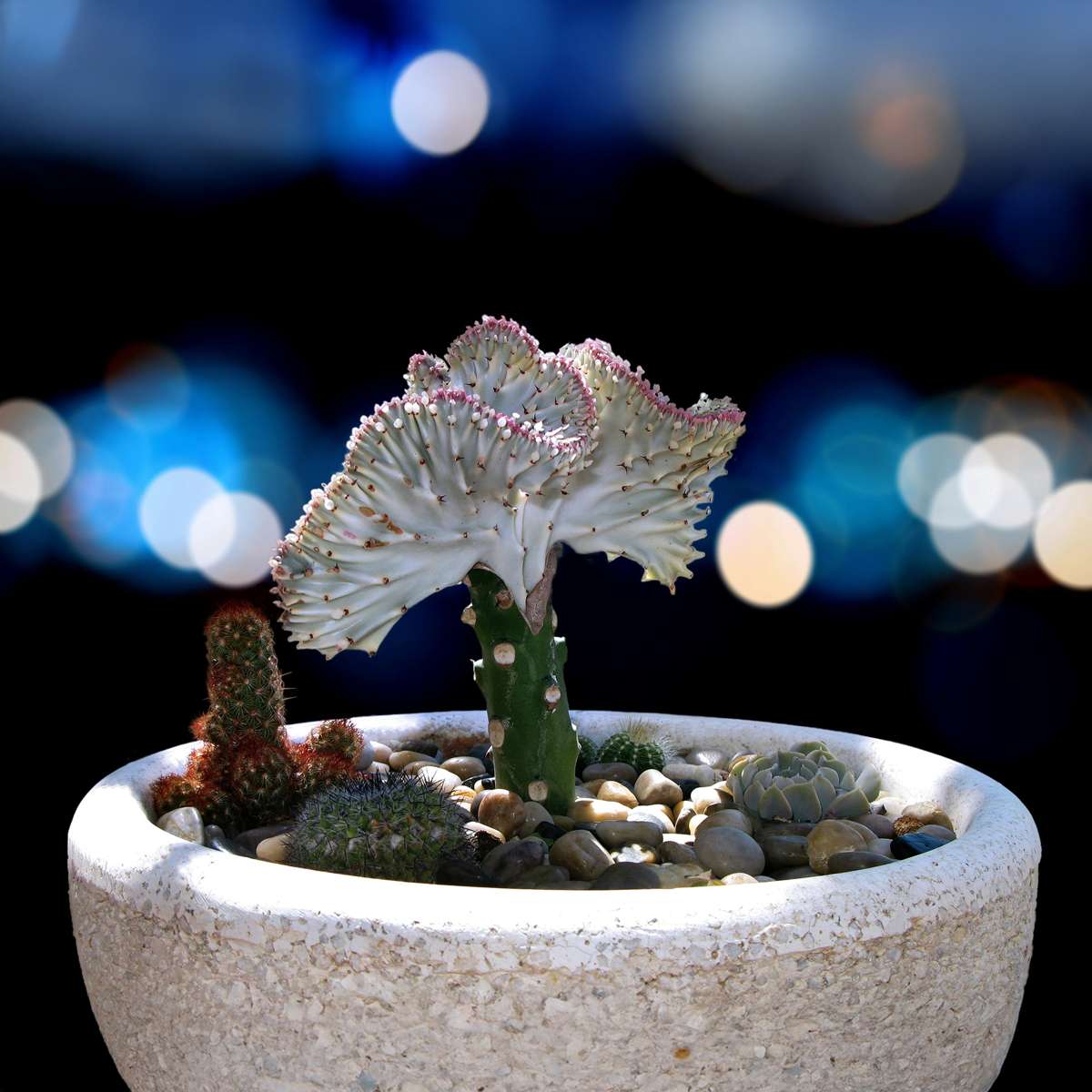 Mélange d'euphorbes - Set de 2 - Euphorbia 'Lactea' - Hauteur 25-30cm - ⌀12cm - TD Plantz