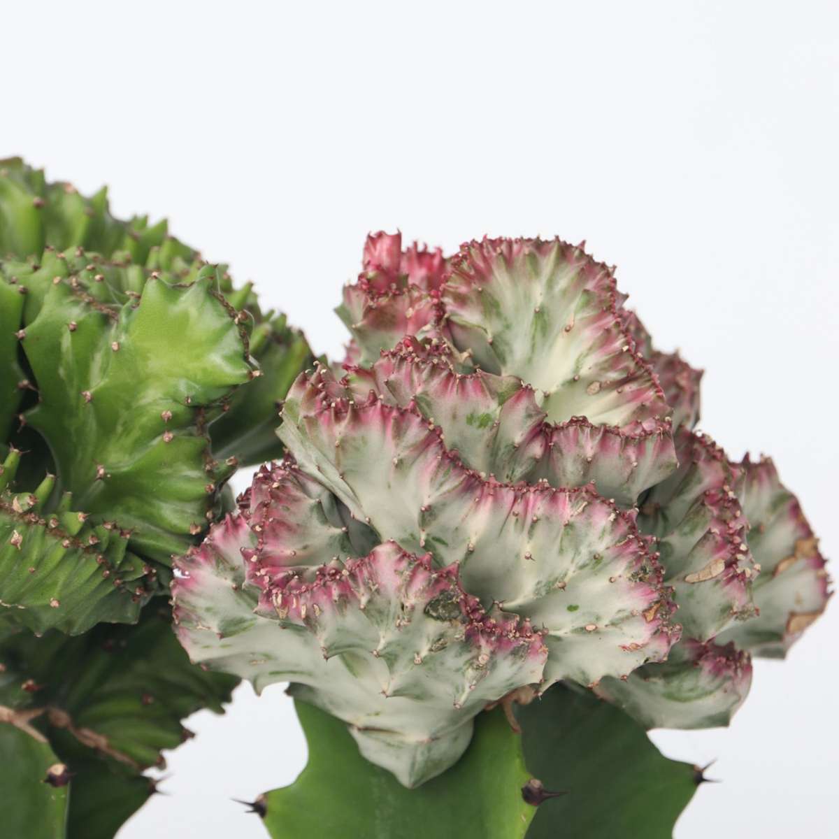 Mélange d'euphorbes - Set de 2 - Euphorbia 'Lactea' - Hauteur 25-30cm - ⌀12cm - TD Plantz