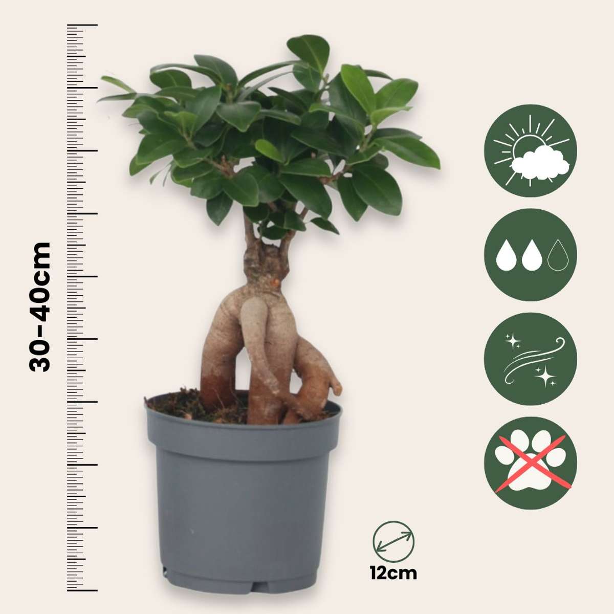 Bonsaï - Set de 4 - Ficus microcarpa - Hauteur 30-40cm - ⌀12cm - TD Plantz