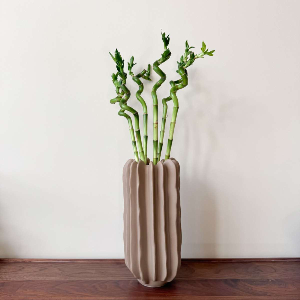 Lucky Bamboo - Set de 6 - Dracaena sanderiana - Hauteur 40-50cm - ⌀2cm