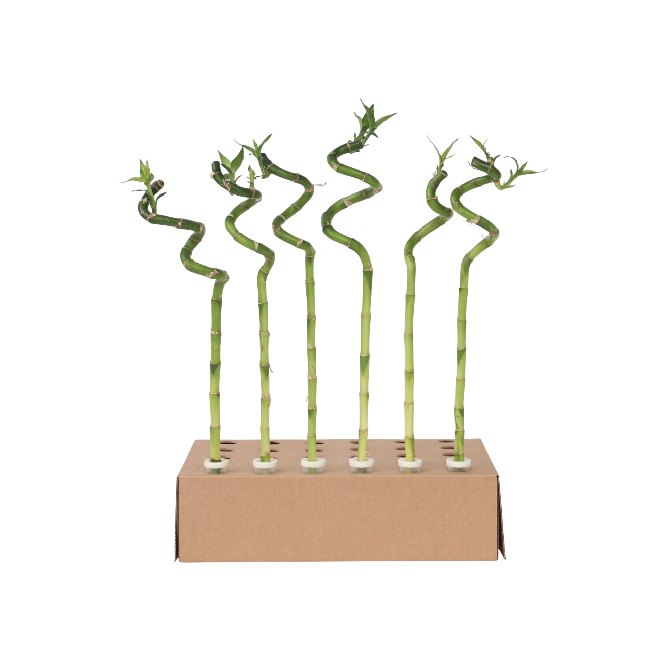 Lucky Bamboo - Set de 6 - Dracaena sanderiana - Hauteur 40-50cm - ⌀2cm - TD Plantz