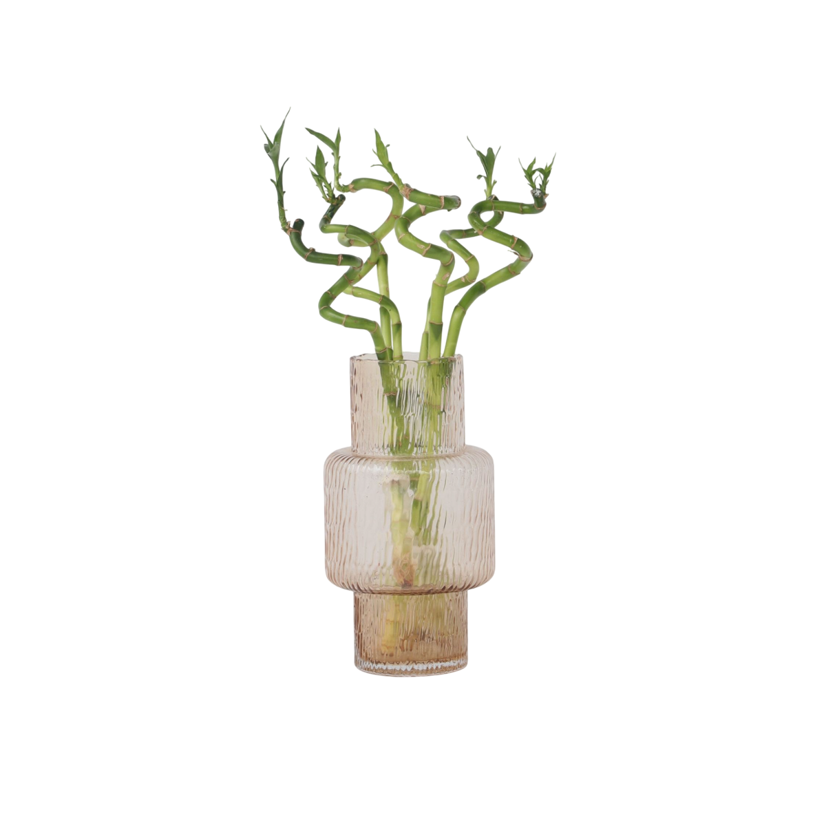 Lucky Bamboo - Set de 6 - Dracaena sanderiana - Hauteur 40-50cm - ⌀2cm - TD Plantz
