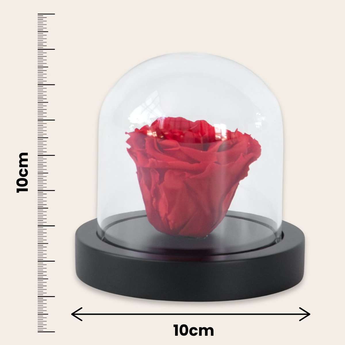 Rose rouge préservée sous cloche en verre - Véritable rose - Cadeau de luxe