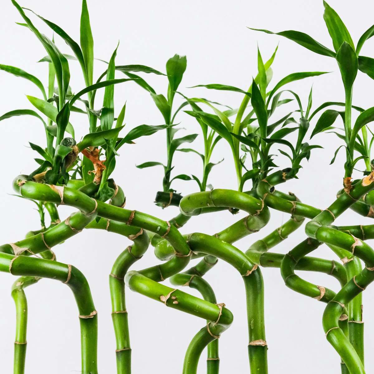 Lucky Bamboo - 12 pcs. - Dracaena sanderiana - Height 40-50cm - ⌀2cm