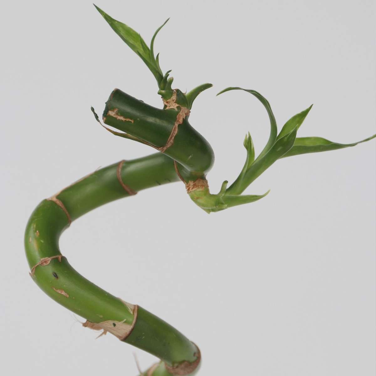 Lucky Bamboo - 12 pcs. - Dracaena sanderiana - Height 40-50cm - ⌀2cm