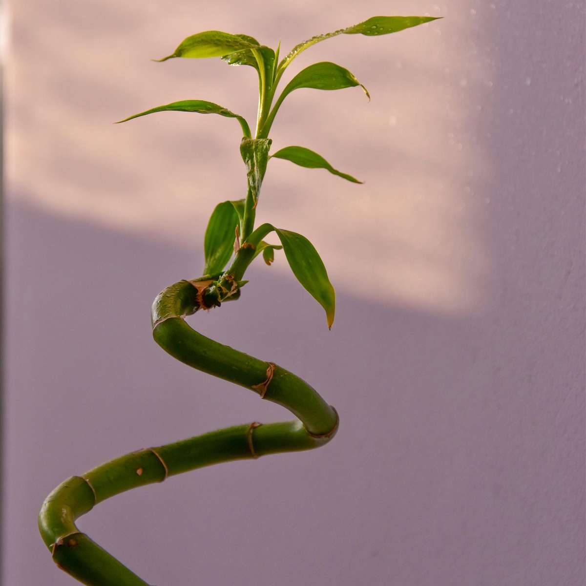 Lucky Bamboo - 12 pcs. - Dracaena sanderiana - Height 40-50cm - ⌀2cm