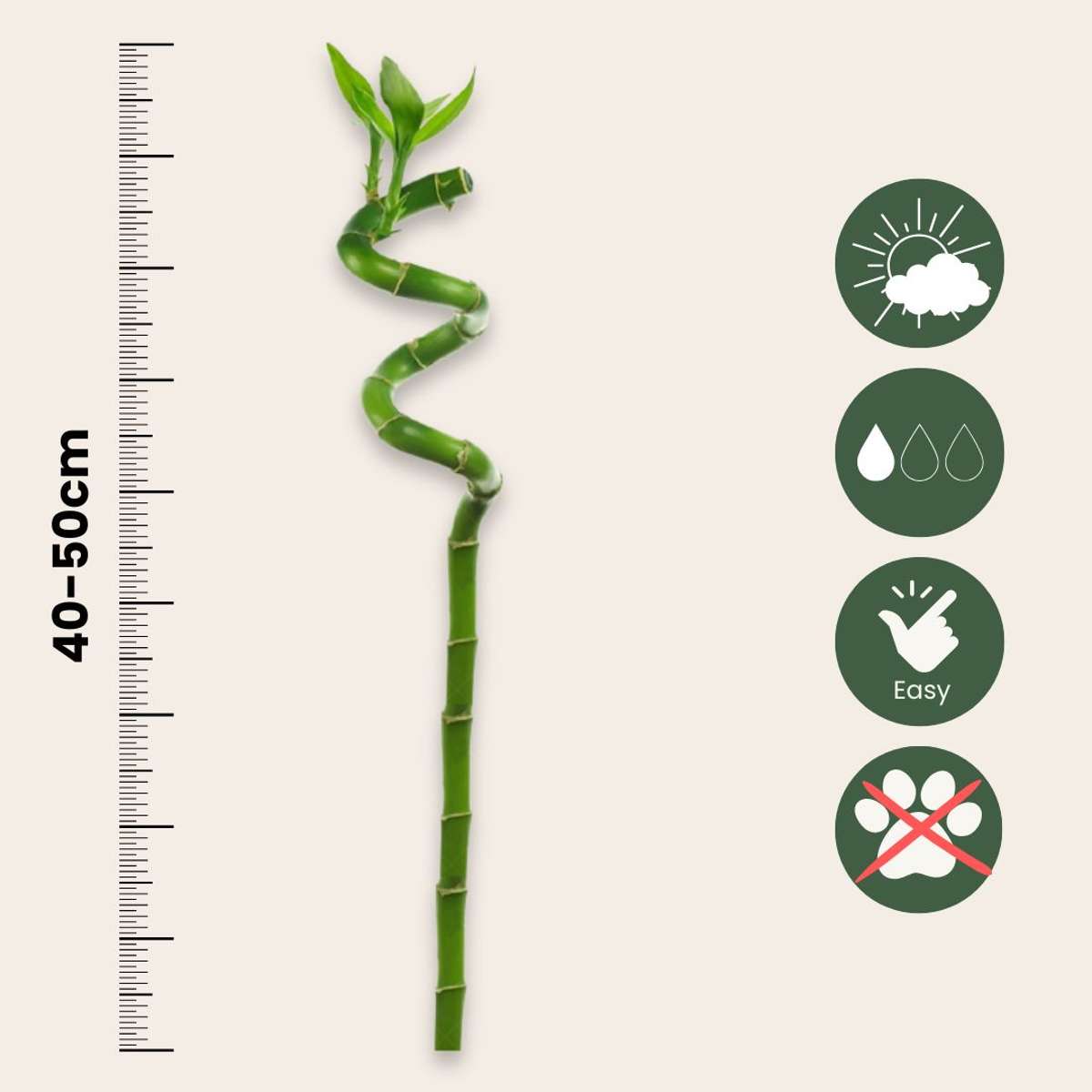 Lucky Bamboo - 12 pcs. - Dracaena sanderiana - Height 40-50cm - ⌀2cm
