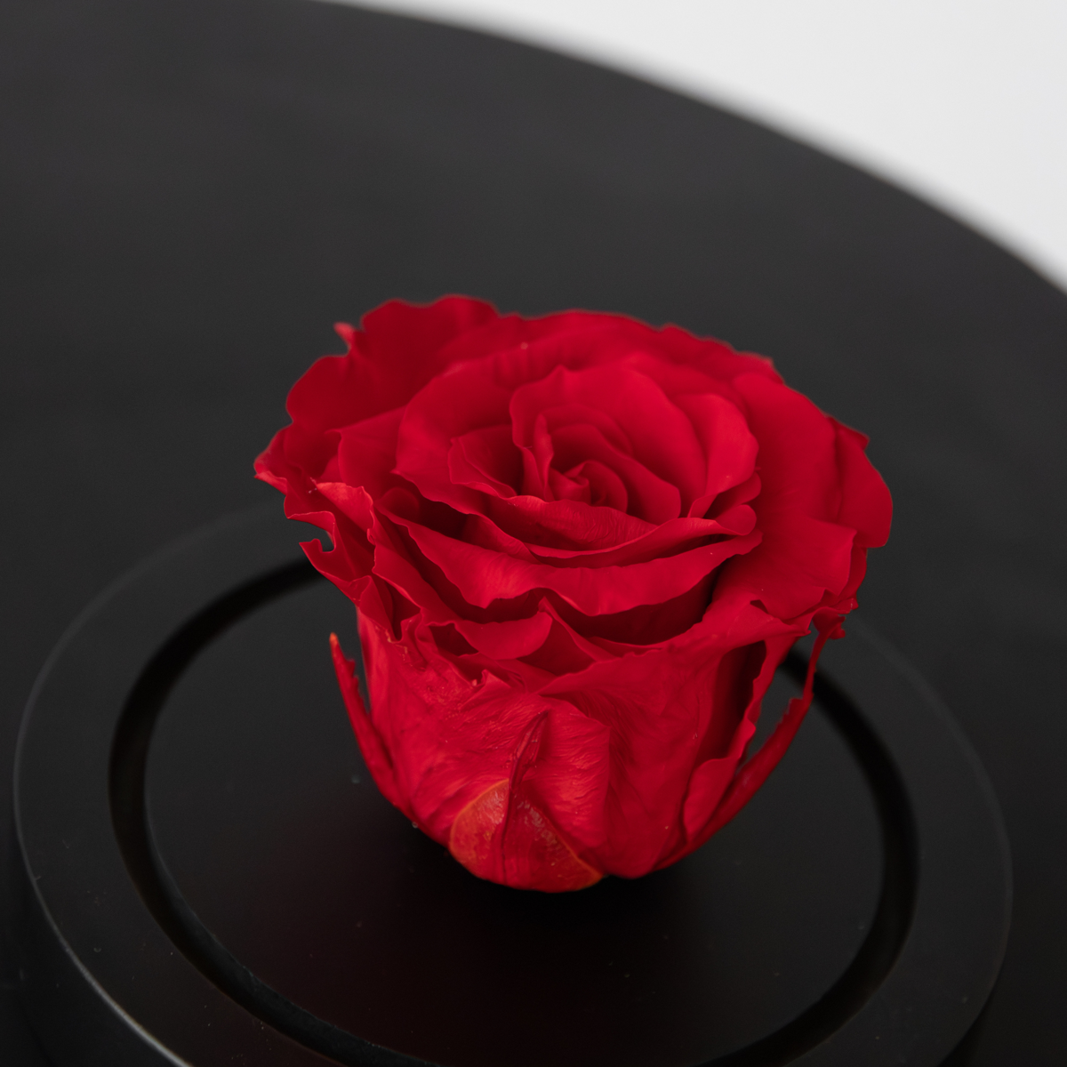 Rose rouge préservée sous cloche en verre - Véritable rose - Cadeau de luxe