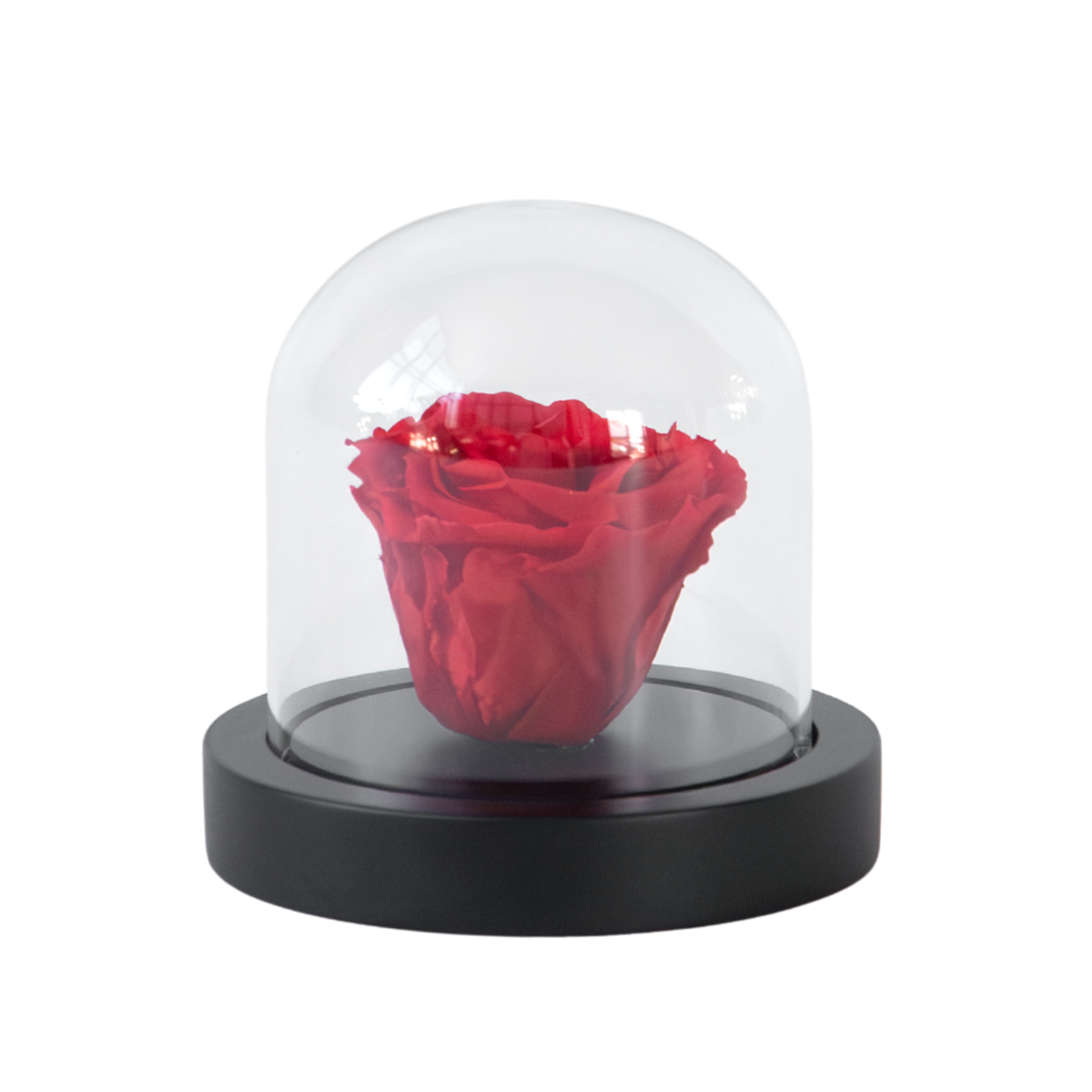 Rose rouge préservée sous cloche en verre - Véritable rose - Cadeau de luxe