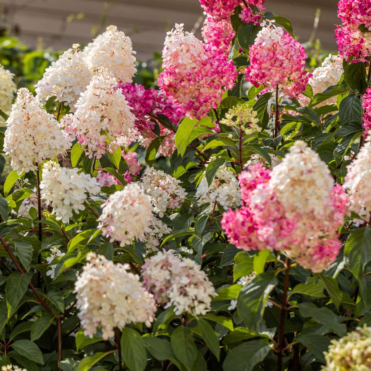 Hortensia - Set de 3 - Hortensia paniculata - Hauteur 25-35cm - ⌀9cm - TD Plantz
