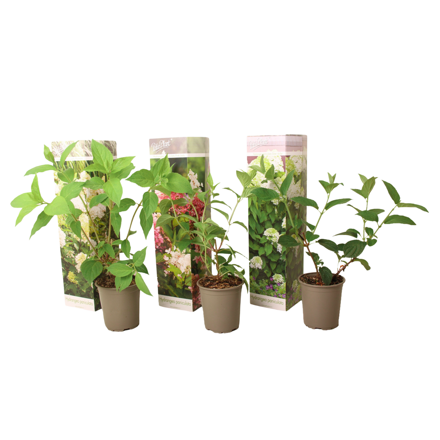 Hortensia - Set de 3 - Hortensia paniculata - Hauteur 25-35cm - ⌀9cm - TD Plantz