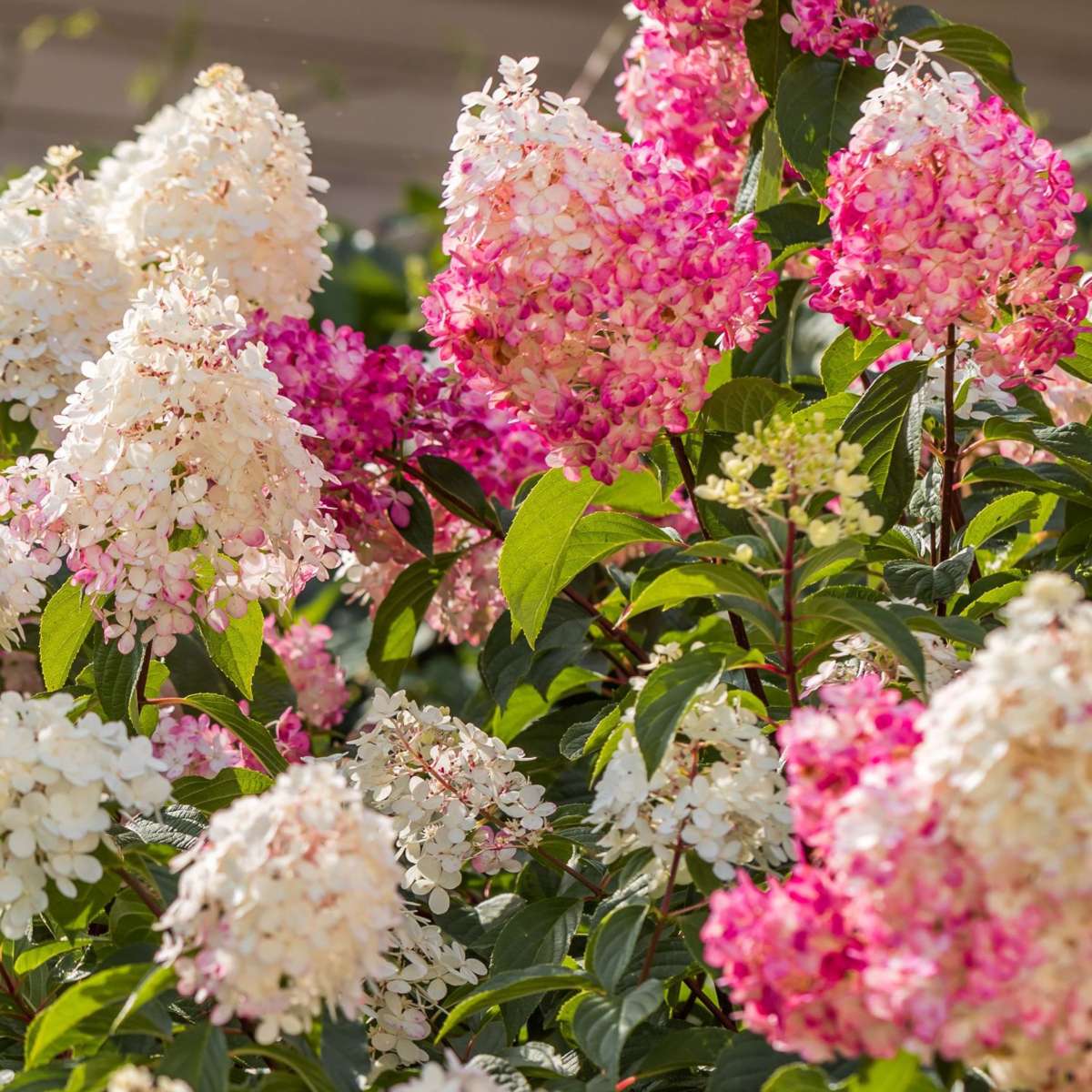 Hortensia - Set de 6 - Hydrangea paniculata - Hauteur 25-35cm - ⌀9cm