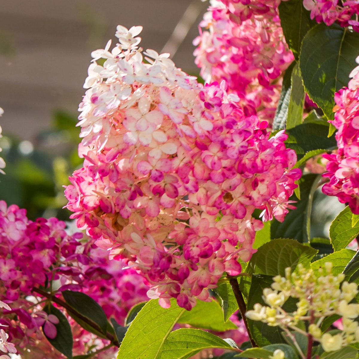Hortensia - Set de 6 - Hydrangea paniculata - Hauteur 25-35cm - ⌀9cm