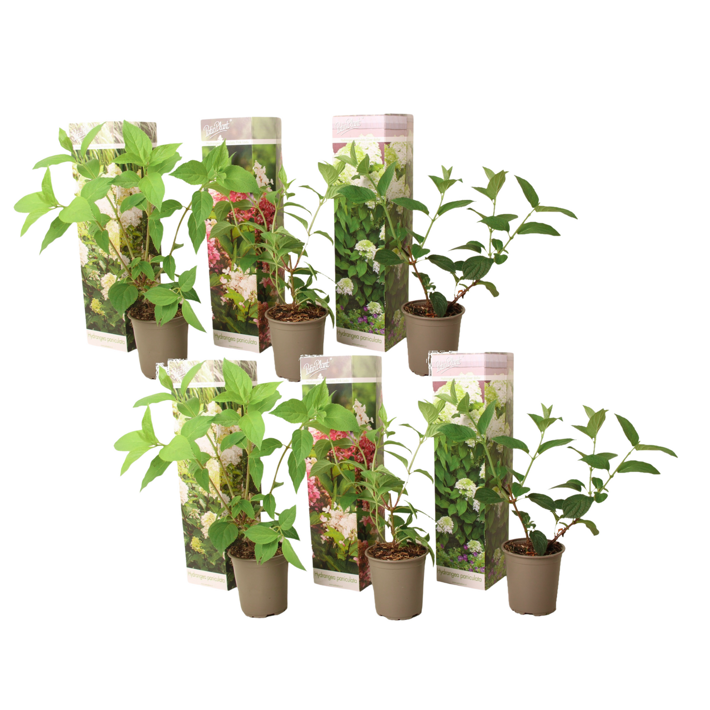 Hortensia - Set de 6 - Hydrangea paniculata - Hauteur 25-35cm - ⌀9cm