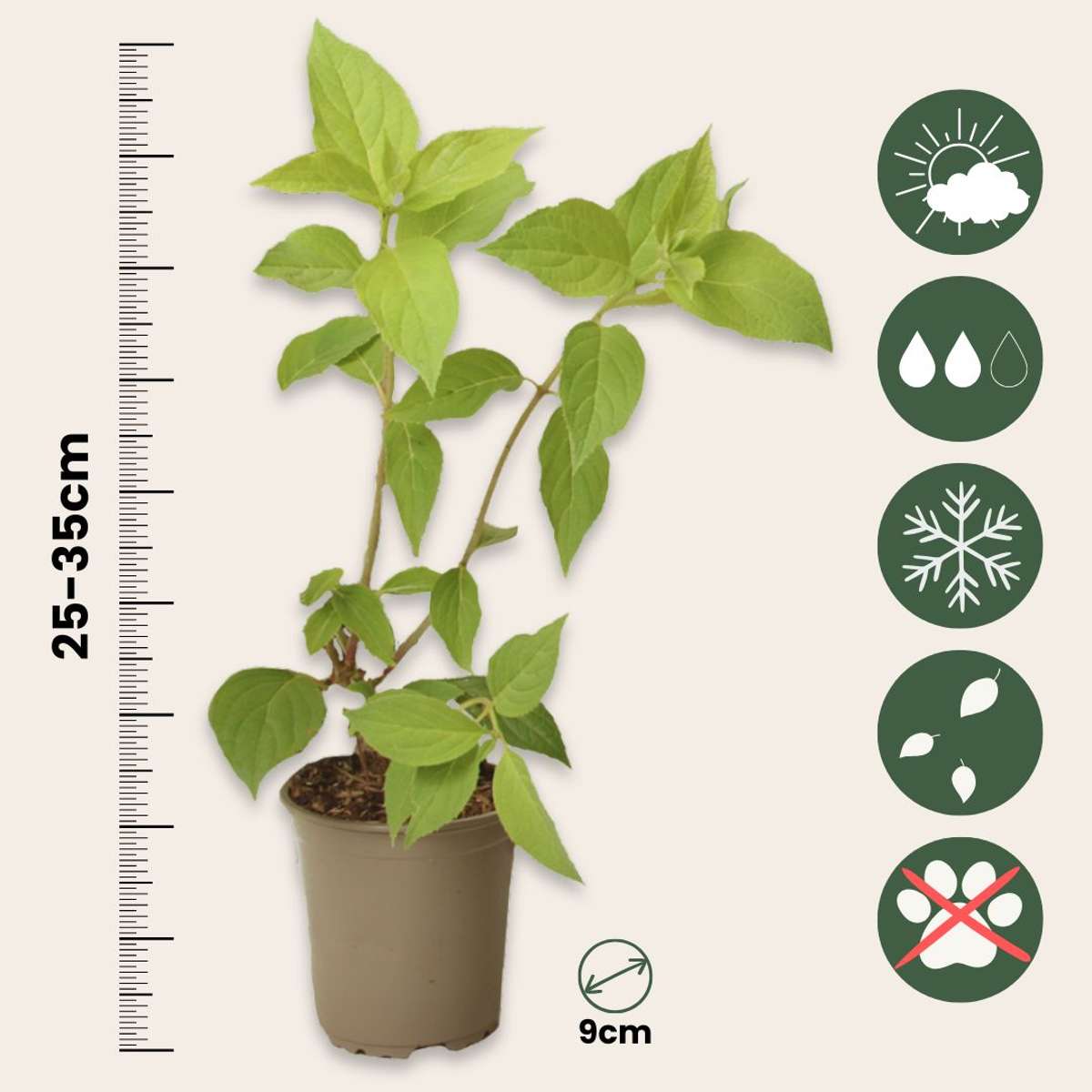 Hortensia - Set de 6 - Hydrangea paniculata - Hauteur 25-35cm - ⌀9cm