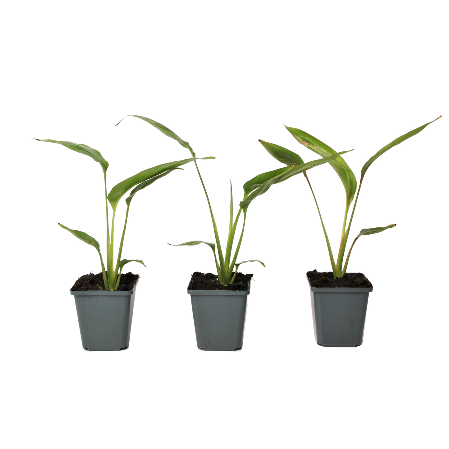 Arbre du voyageur - Set de 3 - Ravenala madagascariensis - H25-40cm - ⌀9cm