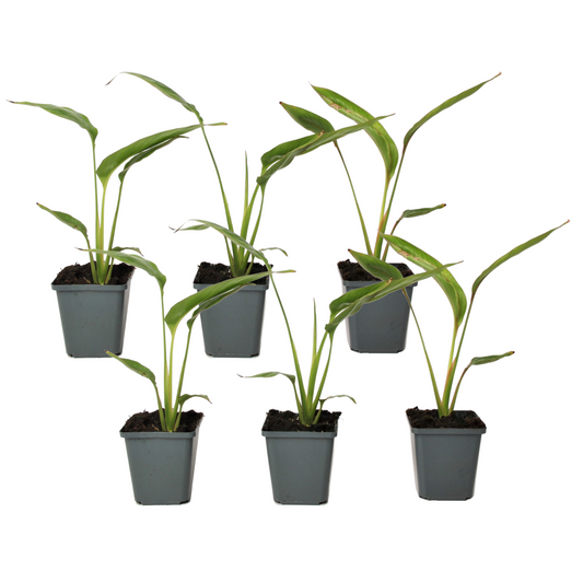 Arbre du voyageur - Set de 6 - Ravenala madagascariensis - H25-40cm - ⌀9cm