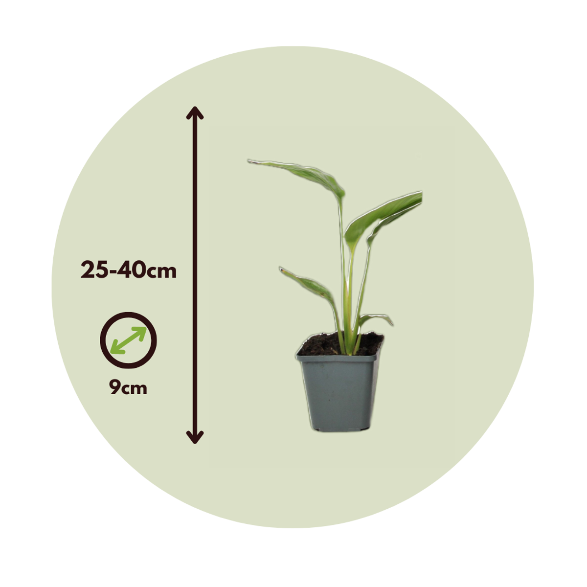 Arbre du voyageur - Set de 6 - Ravenala madagascariensis - H25-40cm - ⌀9cm