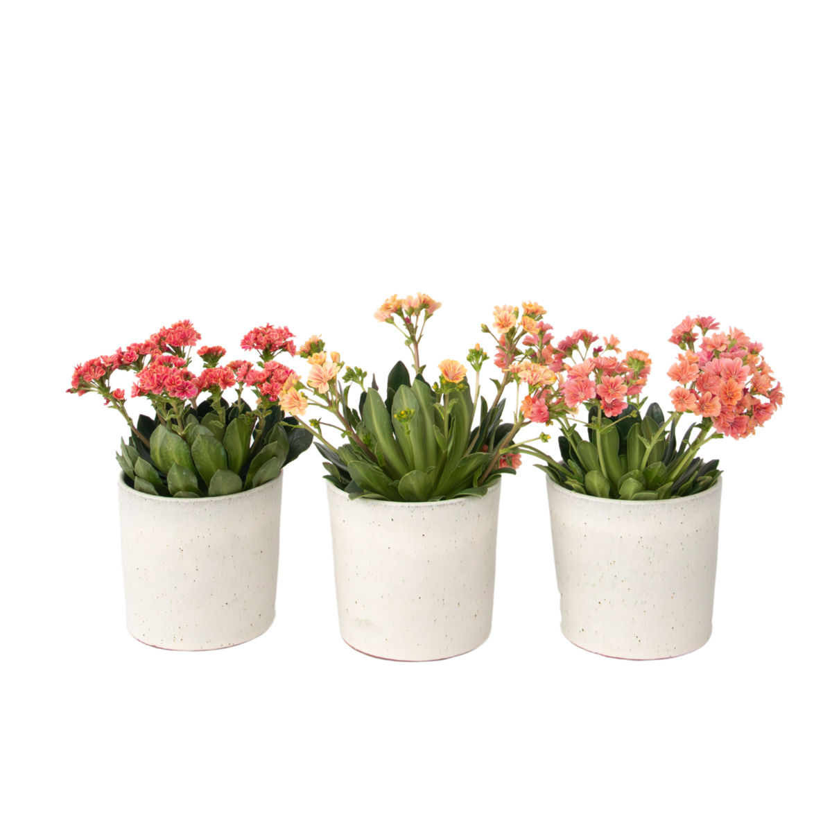 Rock Flower - 6 pcs. - Lewisia cotyledon - Height 10-20cm - ⌀10cm