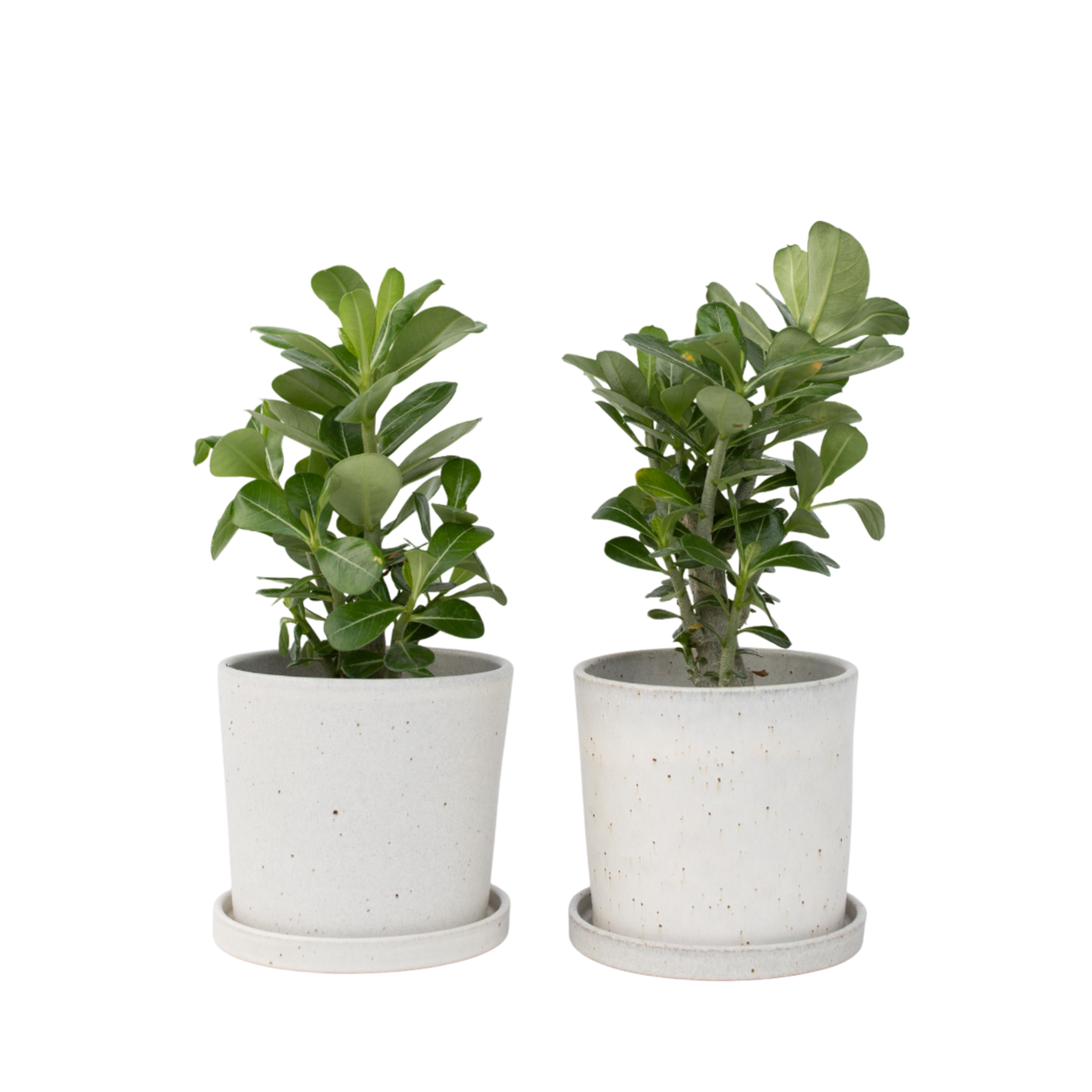 Desert rose - 2 pcs. - Adenium obesum - Height 25-40cm - ⌀10,5cm