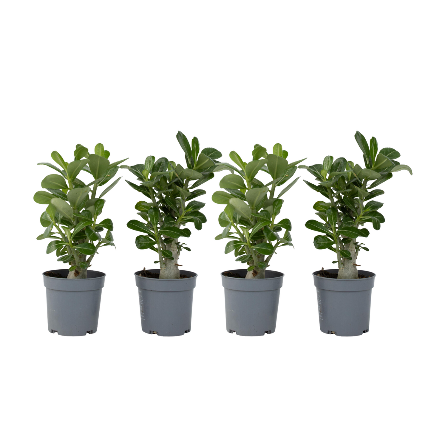 Rose du désert - Set de 4 - Adenium obesum - Hauteur 25-40cm - ⌀10,5cm