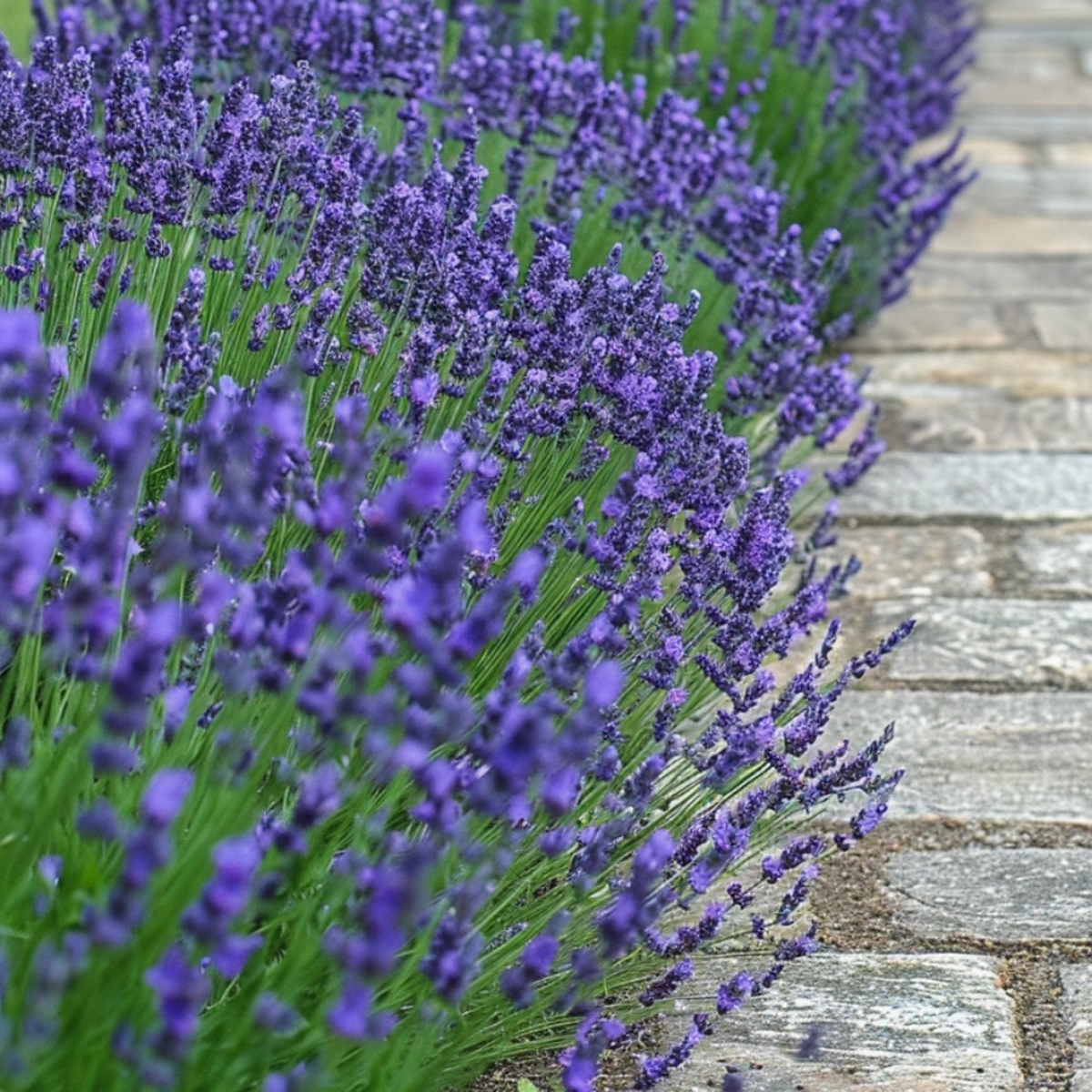 Lavande vraie - Set de 6 - Lavandula angustifolia - Hauteur 10-15cm - ⌀10,5cm