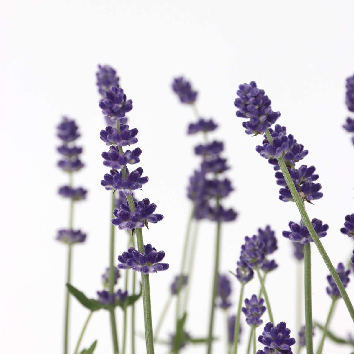 Lavande vraie - Set de 36 - Lavandula angustifolia - Hauteur 10-15cm - ⌀10,5cm