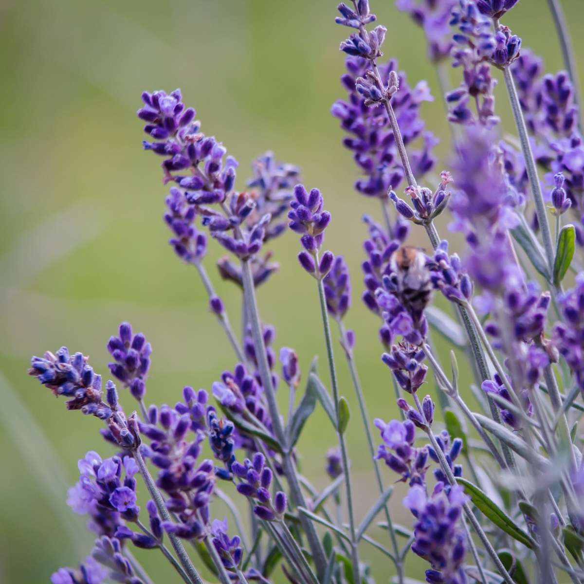 Lavande vraie - Set de 36 - Lavandula angustifolia - Hauteur 10-15cm - ⌀10,5cm