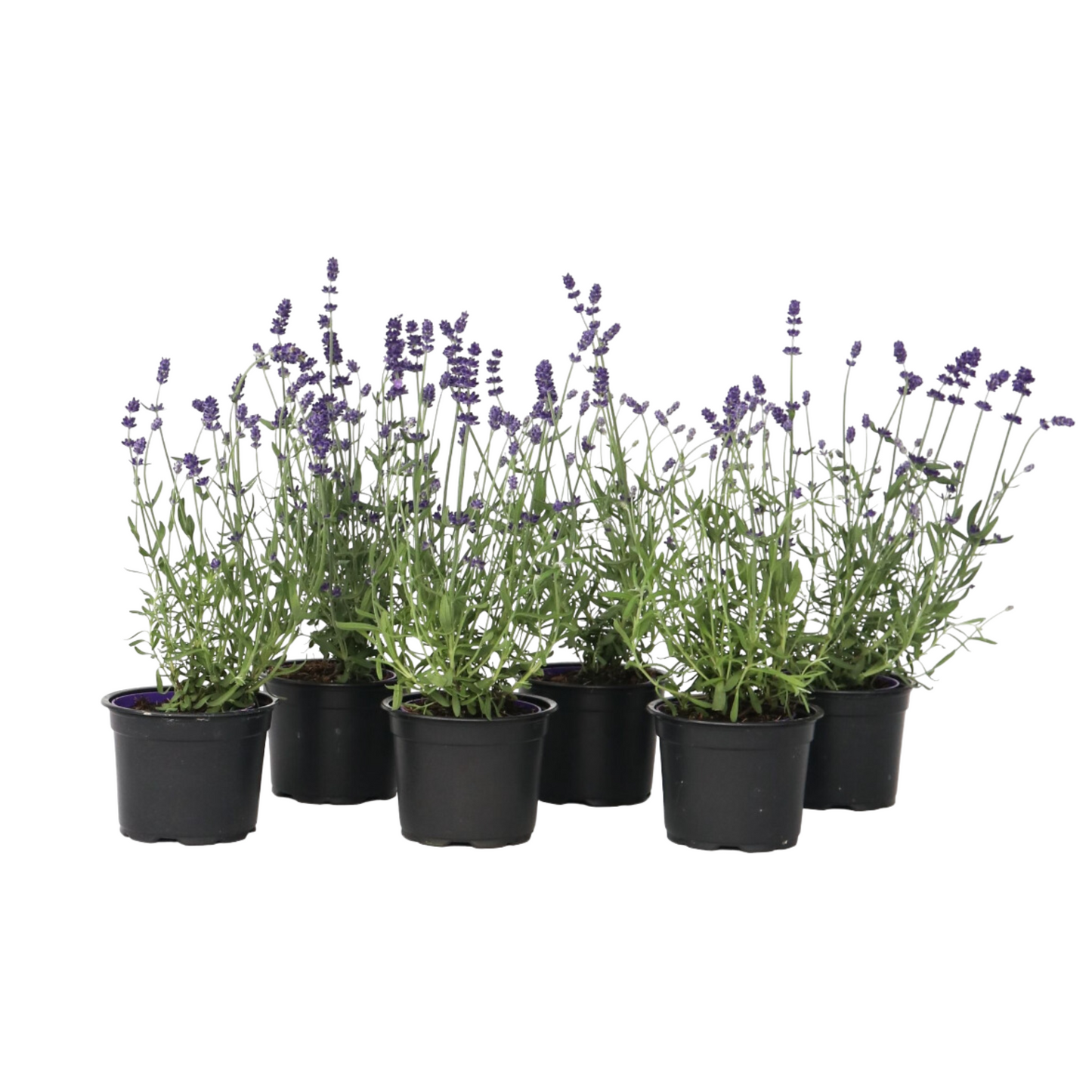 Lavande vraie - Set de 36 - Lavandula angustifolia - Hauteur 10-15cm - ⌀10,5cm
