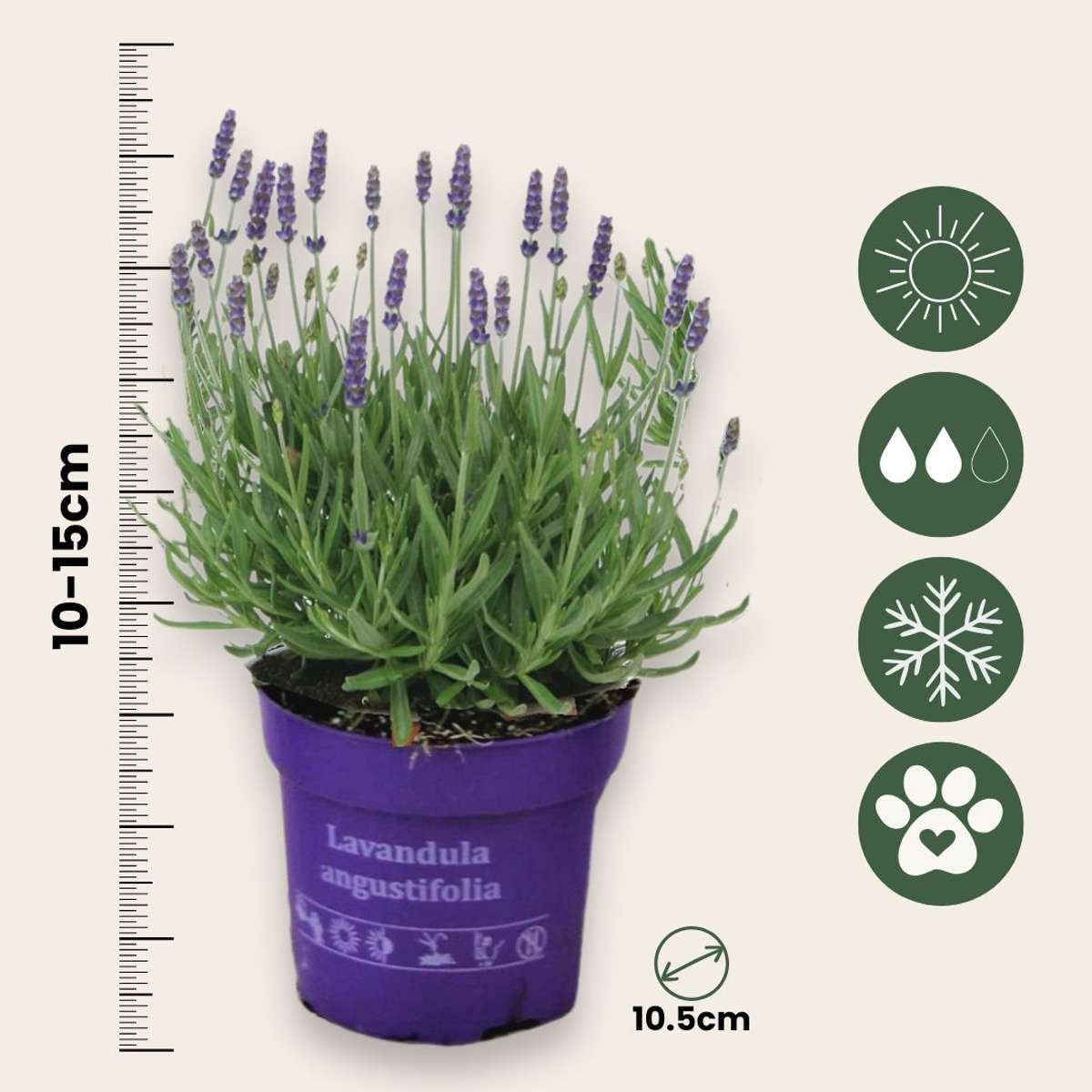 Lavande vraie - Set de 36 - Lavandula angustifolia - Hauteur 10-15cm - ⌀10,5cm