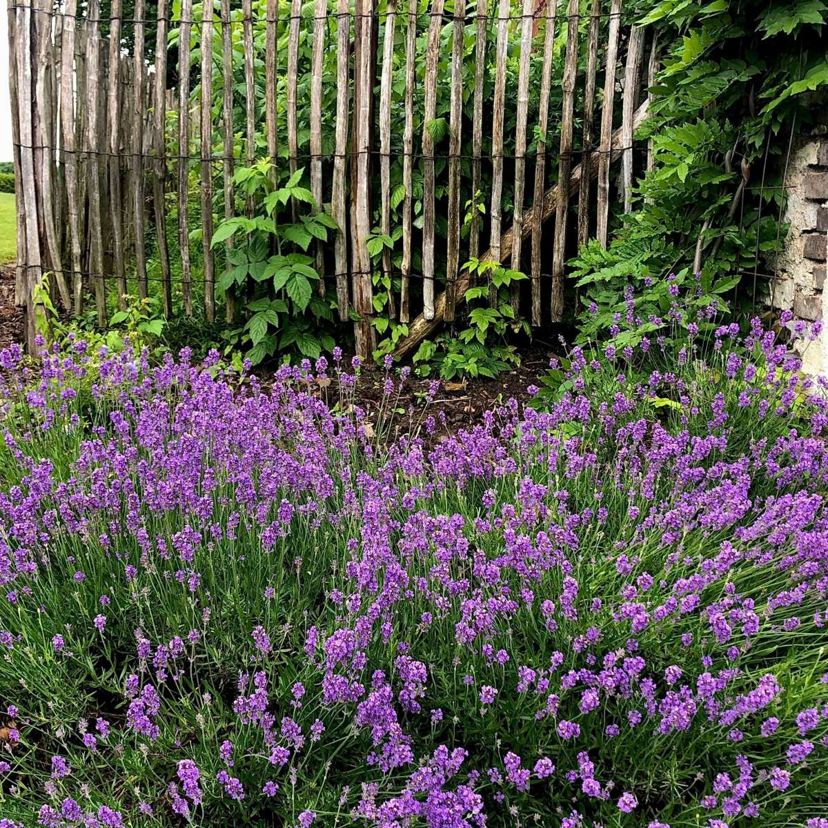 Lavande vraie - Set de 12 - Lavandula angustifolia - Hauteur 10-15cm - ⌀10,5cm