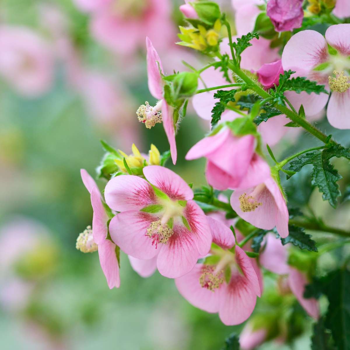 Mauve du Cap - Set de 3 - Anisodontea capensis 'El Rayo' - H25-40cm - ⌀9cm - TD Plantz